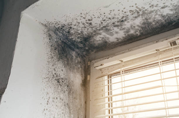 Trusted Commercial Mold Remediation service in Spangler, PA - Cheap Mold Removal